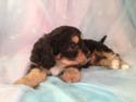 Male cavachon Puppy #13|Looking for a cavachon Breeder near Illinois or Wisconsin? Purebredpups is located in North Iowa. E-Z Find